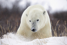 Polar Bear (ursus Maritimus) Walking Along Hudson's Bay;Churchill Manitoba Canada