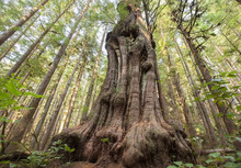 Canada's Gnarliest Tree A Giant Cedar Tree In What Is Called Avatar Forest Near Port Renfrew;Vancouver Island British Columbia Canada