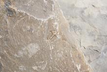 Close Up Of A Trilobite Fossil In A Rock;Field British Columbia Canada