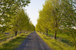 © Designpics - Tree lined road in late evening;Farnham quebec canada
