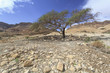 © Designpics - An acacia tree in the jordan valley;Israel