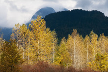 Autumn Colours Burst From The Mountain Background; Pitt Meadows, British Columbia, Canada