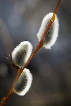 Close Up Of Pussy Willows On A Thin Branch