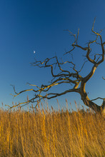 Old Dead Tree Above Reeds With Moon Behind