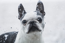A Boston Terrier Dog Looks Through A Window With Raindrops; Ontario, Canada