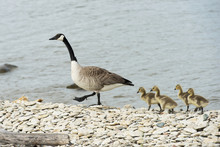 Canada Geese (Branta Canadensis) On The Rocky Shore Of The Golf Course Pond With Their Goslings, Hecla-Grindstone Provincial Park; Riverton, Manitoba, Canada