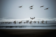 Brown Pelicans (Pelecanus Occidentalis) Land On A Beach; Ilwaco, Washington, United States Of America