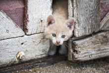 Kitten Peeking Through Barn Doors; Steinbach, Manitoba, Canada