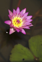 Close Up Of Purple Water Lily And Leaf; Hong Kong, China