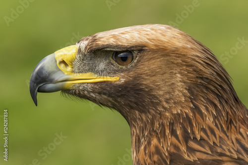 Portrait Of Golden Eagle Battle Abbey Kent England Buy