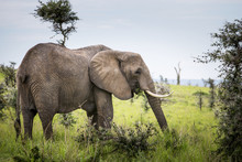 Elephant At Murchison Falls National Park, Uganda
