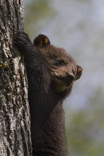Black Bear Cub (Ursus Americanus), Captive, Omega Park; Montebello, Quebec, Canada