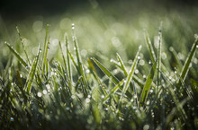 Close-up Of Dew Glistens On The Grass