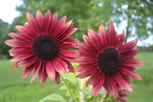 Pair Of Unique Red Burgundy Sunflowers