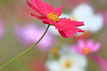 cosmos flower