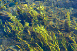 Algae, water plants, refracted under clean clear water surface