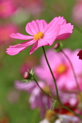 cosmos flower