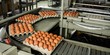 © Wavebreak Media - Eggs cartons moving on the production line