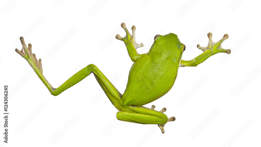 Green Australian tree frogs are docile and well suited to living near ...