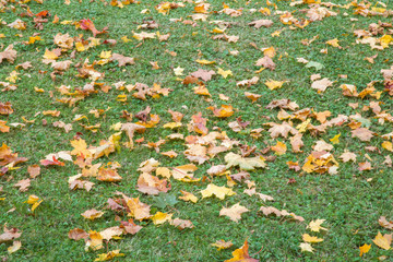Wall Mural - Fallen colorful autumn leaves on the grass. Background.