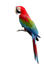 Green-winged Macaw Parrot, Beuatiful Multi Colors Birds With Red