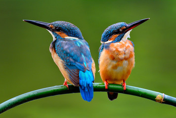 sweet pair of common kingfisher (alcedo atthis) beautiful small