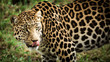 Hungry Leopard Licking His Lips