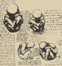 Baby Sketch Illustration / Leonardo Da Vinci [vector]