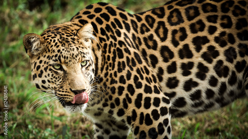 glodny-leopard-lizanie-usta