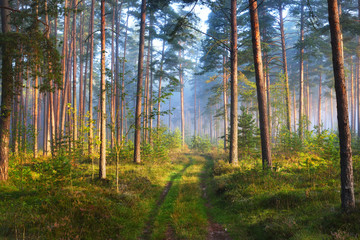 Foggy sunrise in the deciduous forest in Latvia.