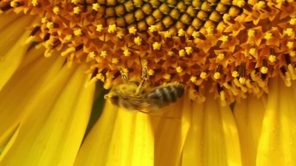 Canvas Print - Bee in sunflower