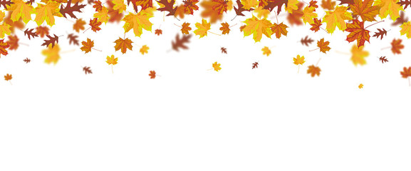 Wall Mural - autumn foliage fall header