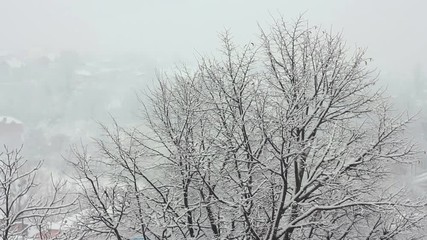 Poster - Trees in Snow