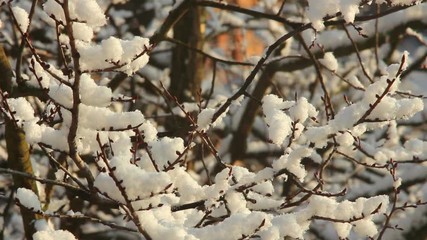 Poster - Trees in Snow