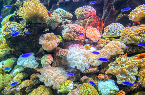 Fotografie, Tablou Coral ecosystems aquarium beautiful colorful