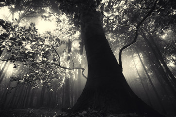 Wall Mural - old tree in dark forest