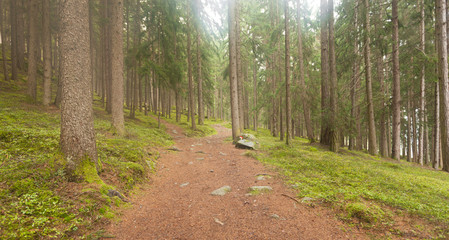 A single alpine path splits in two different directions. It's an autumnal cloudy day