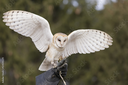 Barn Owl Landing On Falconer S Glove Buy This Stock Photo And