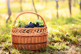Fototapeta Lawenda - Grapes harvest
