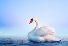 White Swan In The Foggy Lake At The Dawn. Morning Lights. Romantic Background. Beautiful Swan. Cygnus. Romance Of White Swan With Clear Landscape.