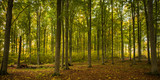 Fototapeta Las - Country road surrounded by colorful beech trees in autumn