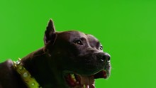  Real Black Pit Bull Dog Barking. Green Screen Chroma Key. Slow Motion. Shot On RED EPIC Cinema Camera.