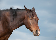 Sleeping Arabian Horse Against Dark Cloudy Skies
