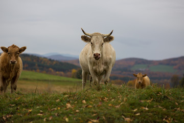 White Cow In A Grass Field During Autumn