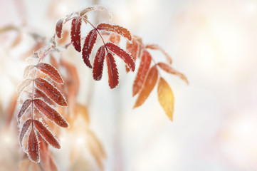 Poster - Autumn background with red leaves of mountain ash covered with hoarfrost