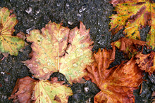 Fallen Leaves Soaked In Rain. Autumn Concept. 