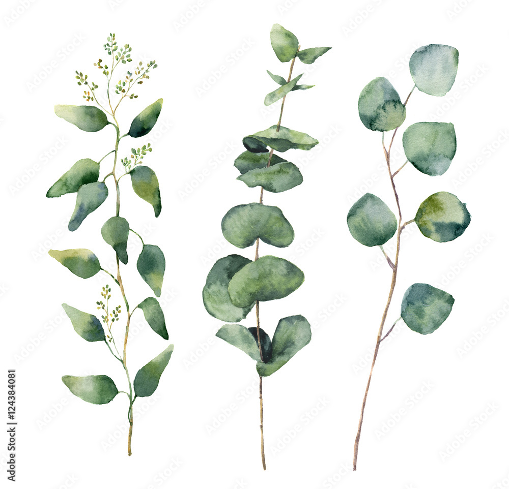 Watercolor eucalyptus round leaves and branches set. Hand painted baby, seeded and silver dollar eucalyptus elements. Floral illustration isolated on white background. For design and textile. - obrazy, fototapety, plakaty 