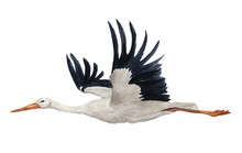 Watercolor Flying White Stork. Hand Painted Ciconia Bird Illustration Isolated On White Background. For Design, Prints Or Background