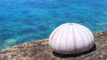 Sea Urchin Shell And Blue Sea