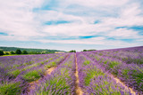Fototapeta Lawenda - Scenic View of Blooming Bright Purple Lavender Flowers Field in Provence, France.